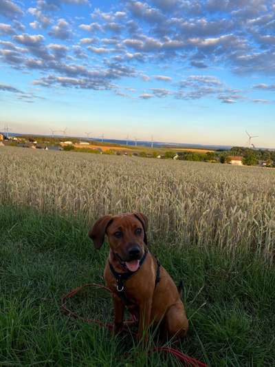 Rhodesian Ridgeback-Beitrag-Bild