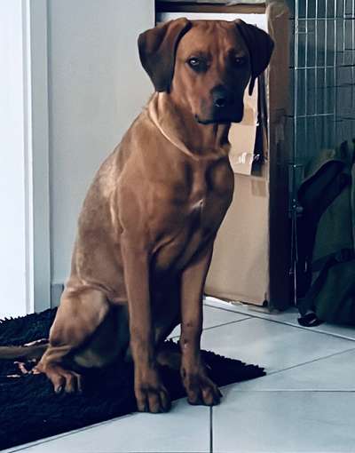 Hundetreffen-Spiel und gassi Freunde gesucht :)-Bild