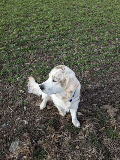 FOTOCHALLENGE 72 - Glücklicher Hund im Schmuddel-Look-Beitrag-Bild