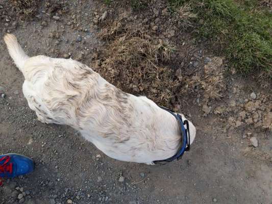 FOTOCHALLENGE 72 - Glücklicher Hund im Schmuddel-Look-Beitrag-Bild