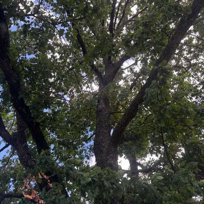 Giftköder-Eichenprozessionsspinner Nest-Bild
