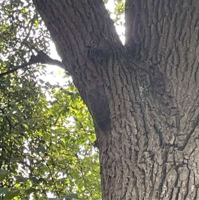 Giftköder-Eichenprozessionsspinner Larven-Bild