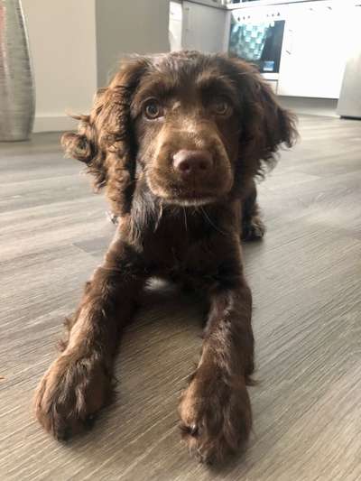 Zeigt her eure Pudel und Pudelmischlinge (:-Beitrag-Bild