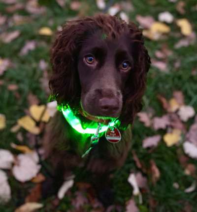 Beleuchtung beim Gassigang-Beitrag-Bild