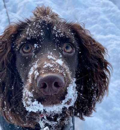 Dogorama Photo Challenge - Winterstimmung-Beitrag-Bild