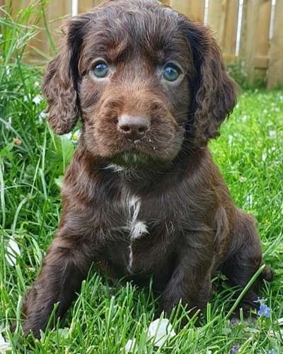 Welpen Bilder !-Beitrag-Bild