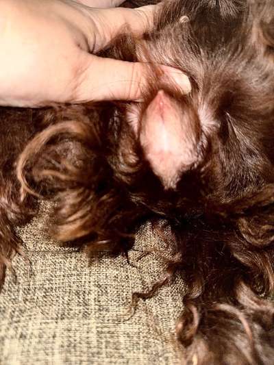 Milchiger Ausfluss bei Hündin-Beitrag-Bild