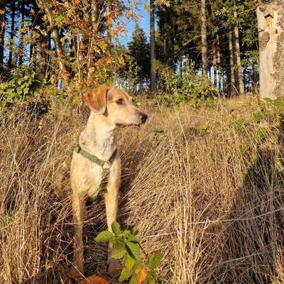Hundetreffen-Wanderung/Spaziergang /Hunde spielen/neue leute Kennenlernen-Bild