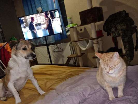 Mischlinge raten - Rätselspaß-Beitrag-Bild