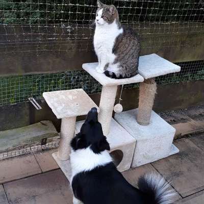 👉 Schläfern wir unsere Hunde zu schnell ein? 🤔-Beitrag-Bild