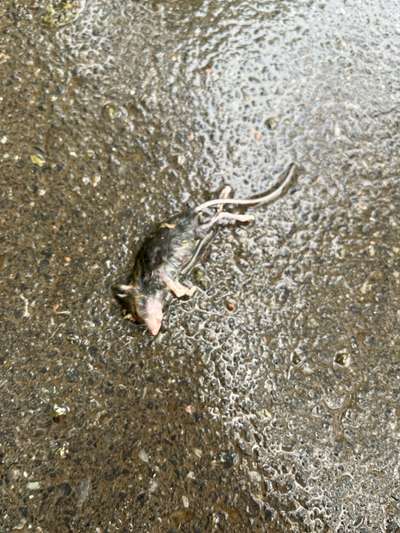 Giftköder-Tote Mäuse - Verdacht auf Gift-Bild