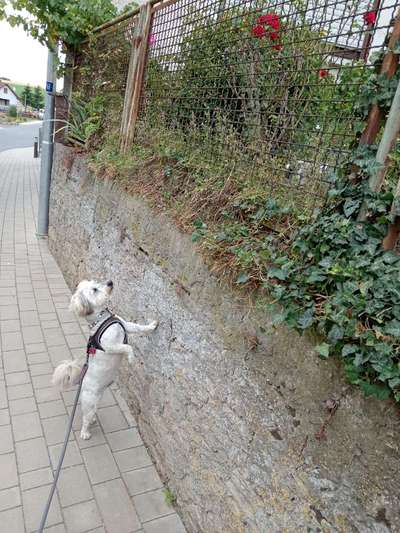 Hundetreffen-Gemeinsame entspannte Gassirunden-Bild