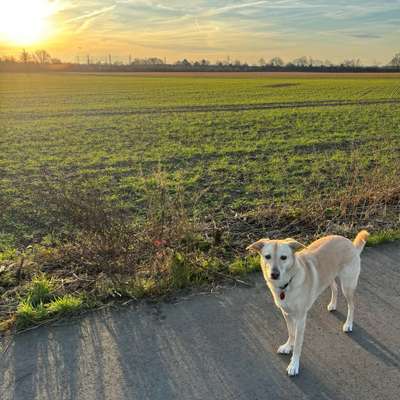 Hundetreffen-Gemeinsame Spaziergänge-Bild