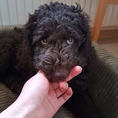 Hundetreffen-3 Monate altes Großpudelwelpenmädchen sucht Spielgefährten-Bild