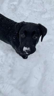 Hundetreffen-Welpentreffen-Bild