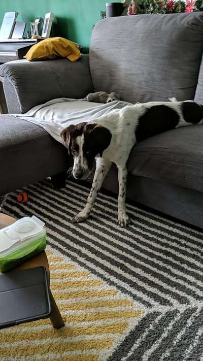 Zeige das lustigste Bild eures Hundis-Beitrag-Bild