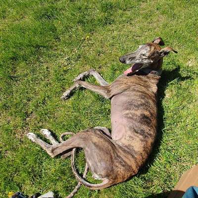 Zähne bei Schäferhund.-Beitrag-Bild