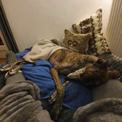 Windhunde - Treffen der besonderen Schönheiten
HERZLICH WILLKOMMEN-Beitrag-Bild