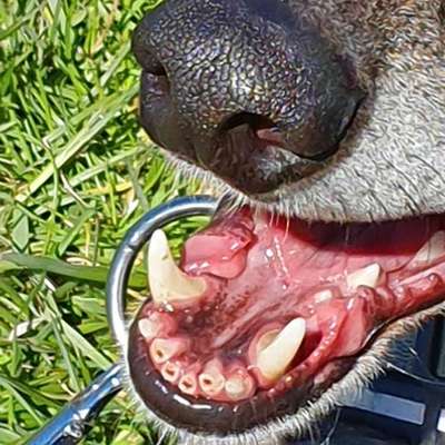 Zähne bei Schäferhund.-Beitrag-Bild