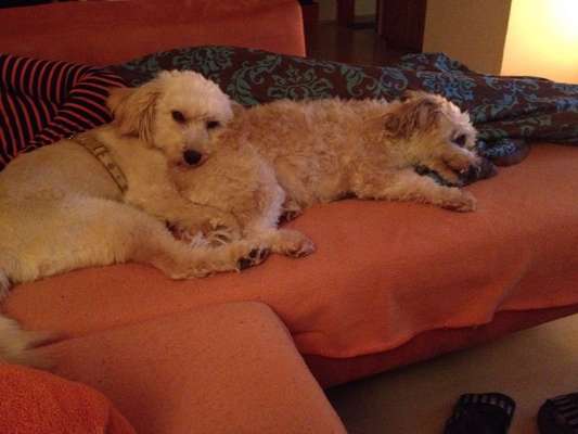 Challenge Nr 14
Eure Fellnasen auf ihrem Lieblingsplatz-Beitrag-Bild