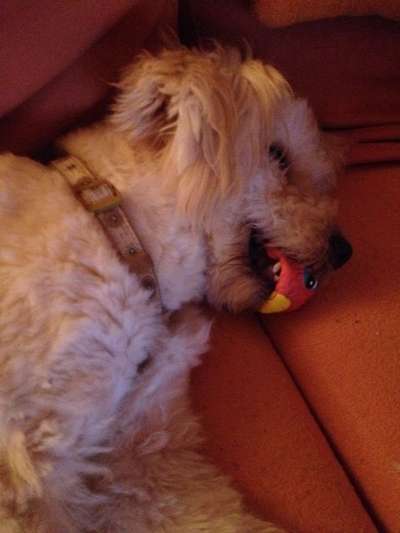 Challenge Nr 14
Eure Fellnasen auf ihrem Lieblingsplatz-Beitrag-Bild