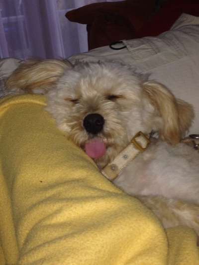 Challenge Nr 14
Eure Fellnasen auf ihrem Lieblingsplatz-Beitrag-Bild