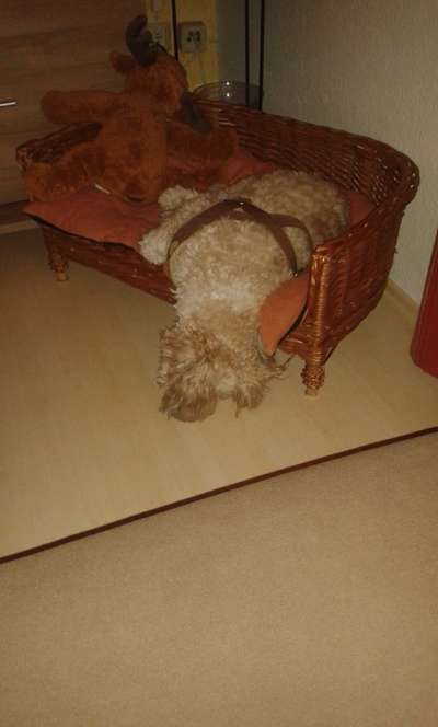 Challenge Nr 14
Eure Fellnasen auf ihrem Lieblingsplatz-Beitrag-Bild