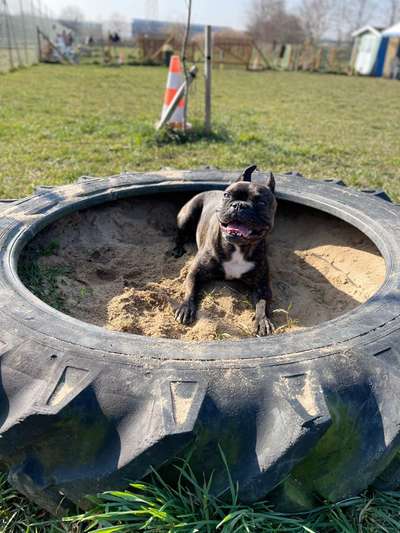 Hundetreffen-Spielbuddy in Postbauer-Heng gesucht-Bild