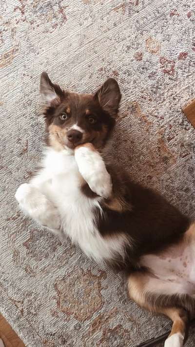 Handy Foto Challange Nr. 46  Happy Dog-Beitrag-Bild