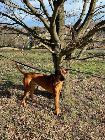 Hundetreffen-Ridgeback-Rüde sucht Spielgefährtin-Bild