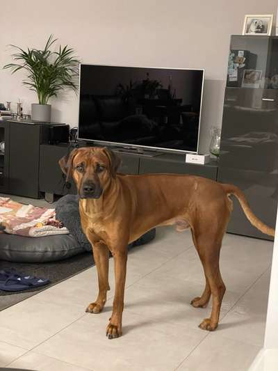 Rhodesian Ridgeback-Beitrag-Bild