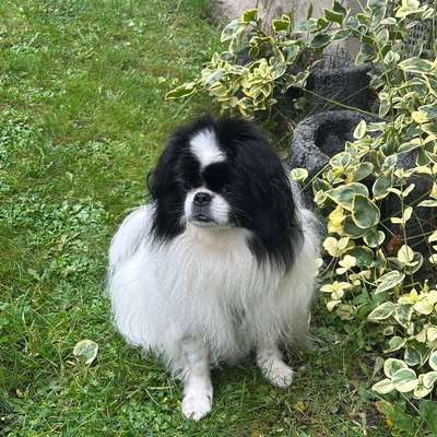 Hundetreffen-Hundebekanntschaften für kleinere Hunde-Bild