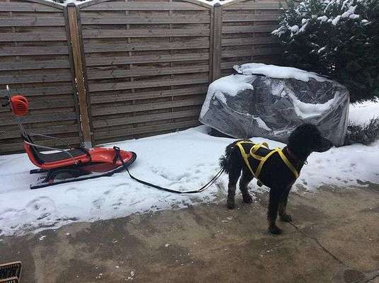 Hund fűrs Alter-Beitrag-Bild