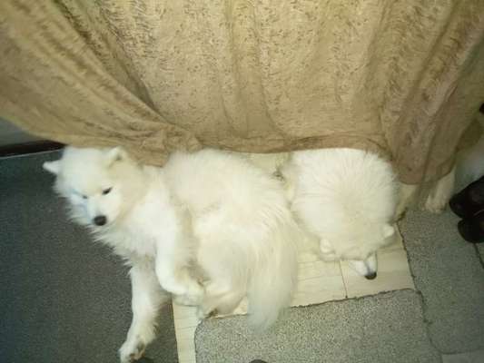 Samojede-Beitrag-Bild