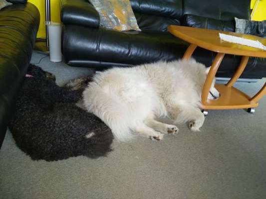 Samojede-Beitrag-Bild