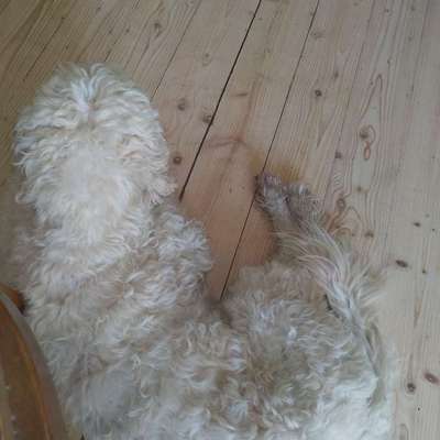 Haarverlust Goldendoodle F1-Beitrag-Bild