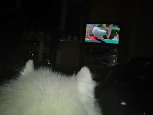 Der Hundetrainer-Champion auf SAT1-Beitrag-Bild