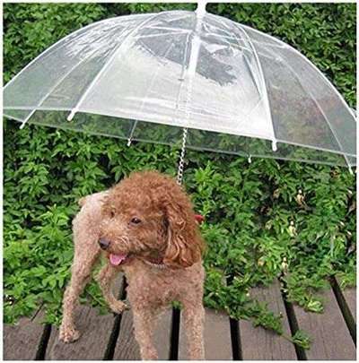 Indoor Aktivitäten für Menschen und Hunde-Beitrag-Bild