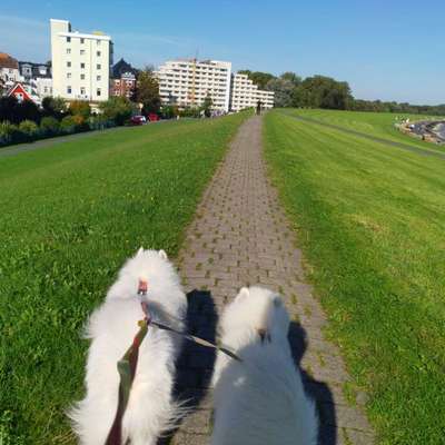 Was hat euch heute mit eurem Hund gefreut?-Beitrag-Bild