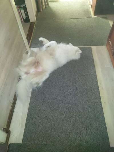 Samojede-Beitrag-Bild