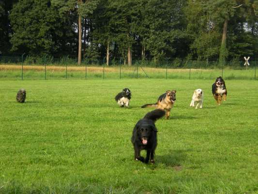 Verletzung in Hundepension-Beitrag-Bild