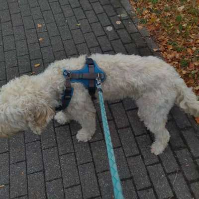 Haarverlust Goldendoodle F1-Beitrag-Bild