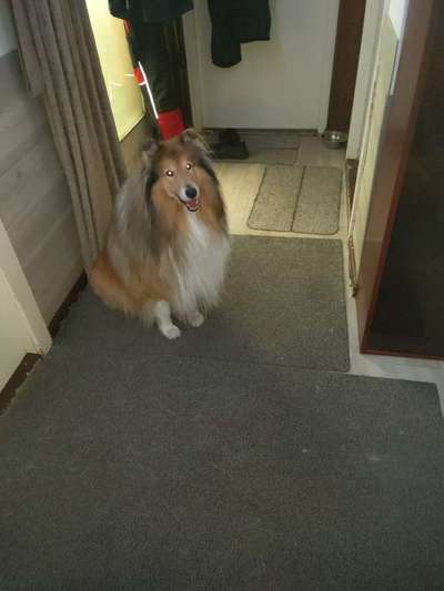 Samojede-Beitrag-Bild