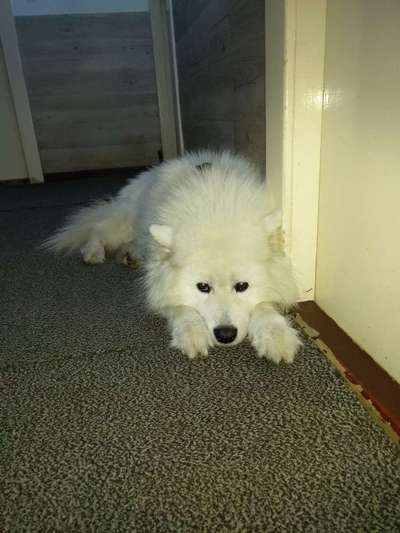 Samojede-Beitrag-Bild