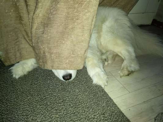 Samojede-Beitrag-Bild