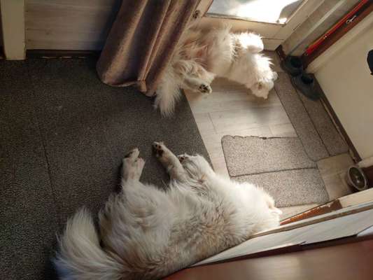 Samojede-Beitrag-Bild