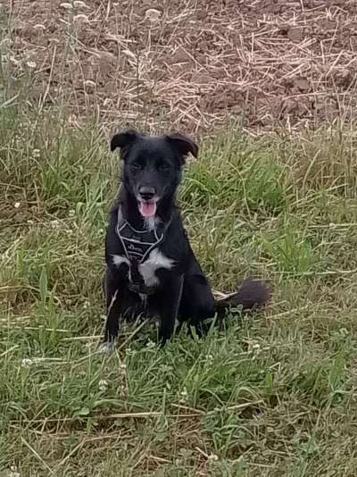 Unsere Fellnasen-Vielfalt im Überblick!-Beitrag-Bild