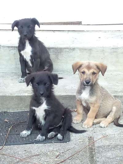 Wie kamst du zu deinem Hund?-Beitrag-Bild