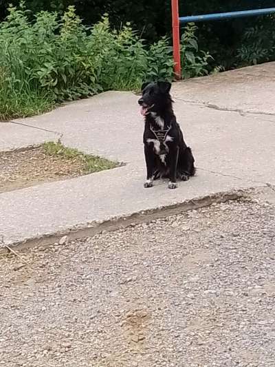 Wie kamst du zu deinem Hund?-Beitrag-Bild