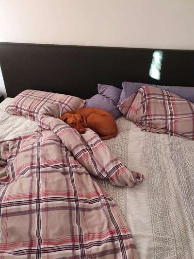 Darf der Hund bei Euch im Bett schlafen?-Beitrag-Bild